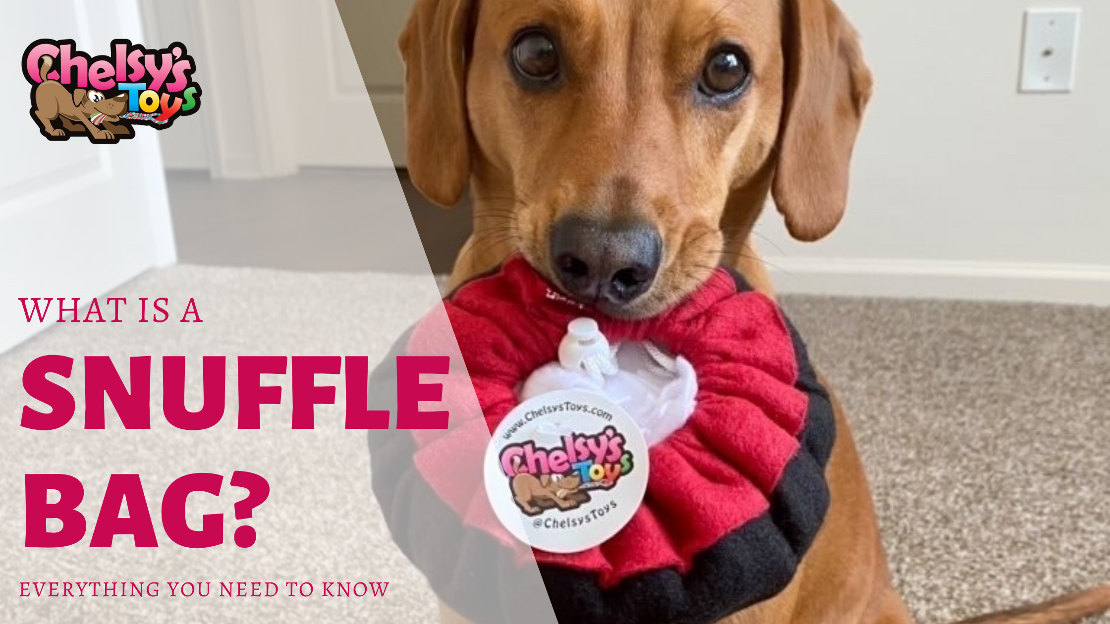 Snuffle Ball Guide - The Benefits & Things You Need To Know