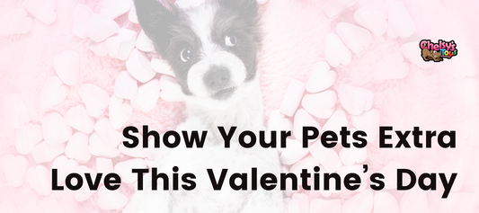 Show Your Pets Extra Love This Valentine’s Day