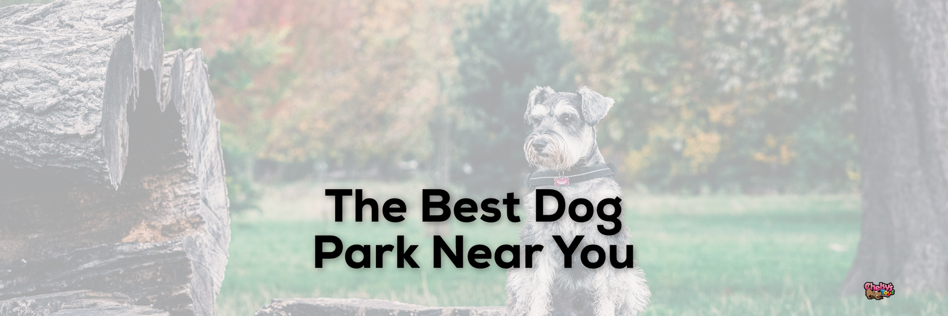 Off leash dog park study published; Lincoln Park and West Seattle