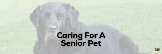 Caring For A Senior Pet