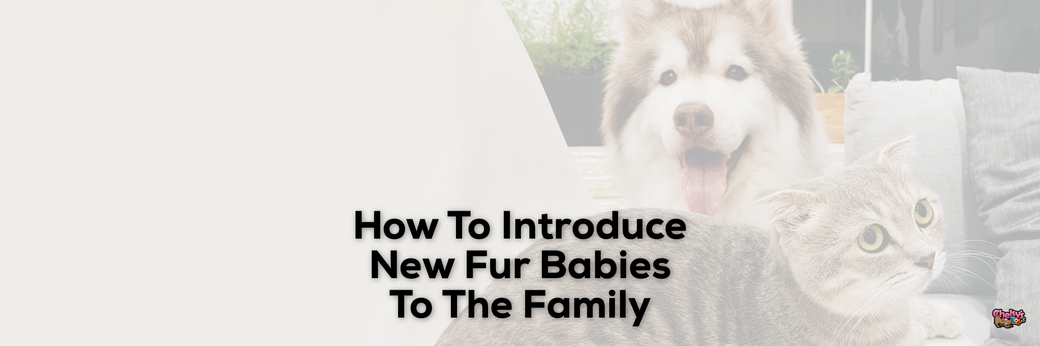 How To Introduce New Fur Babies To The Family – Chelsy's Toys