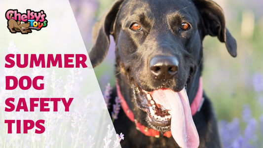 Summer Dog Safety Tips You Should Know